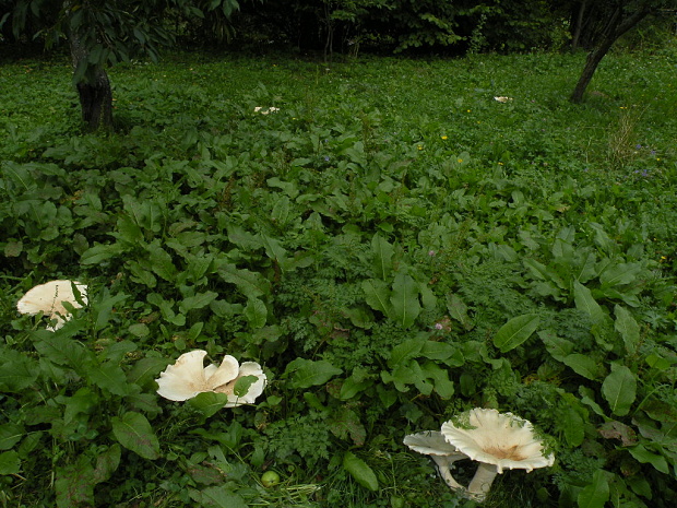 čechratec obrovský Leucopaxillus giganteus (Sowerby) Singer