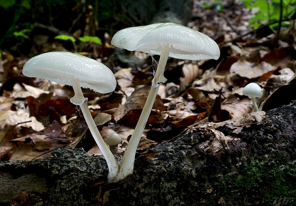 sliznačka obyčajná Mucidula mucida (Schrad.) Pat.