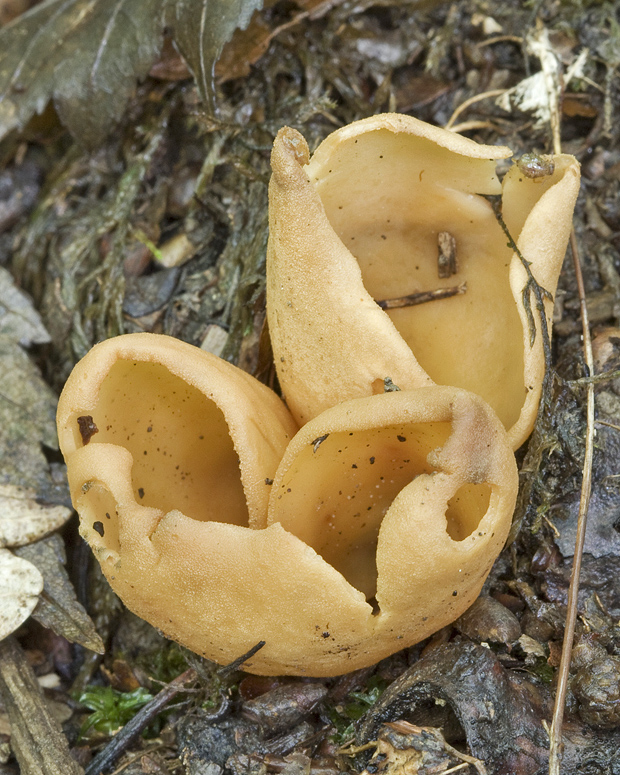 uško Otidea sp.