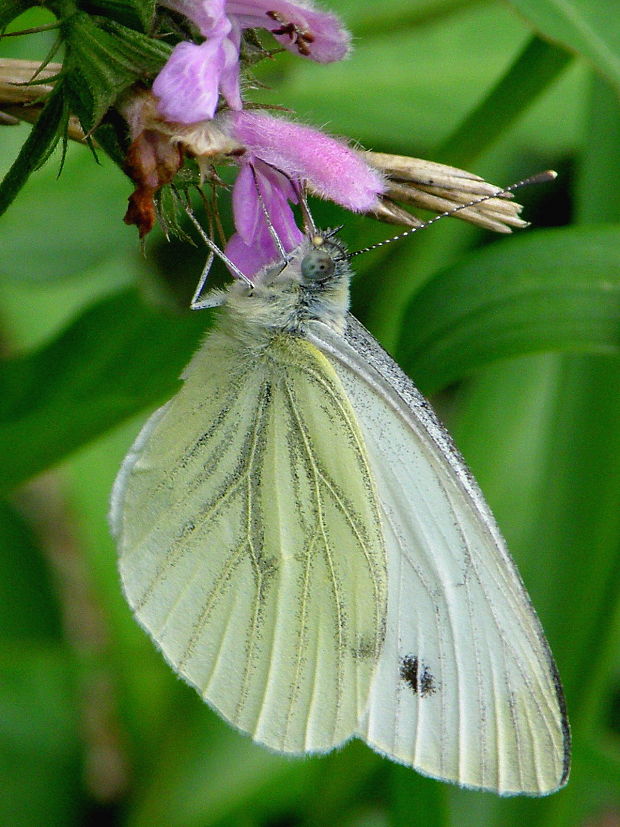 mlynárik repkový Pieris napi Linnaeus 1758