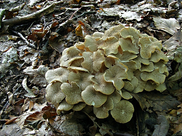 trúdnik klobúčkatý Polyporus umbellatus (Pers.) Fr.