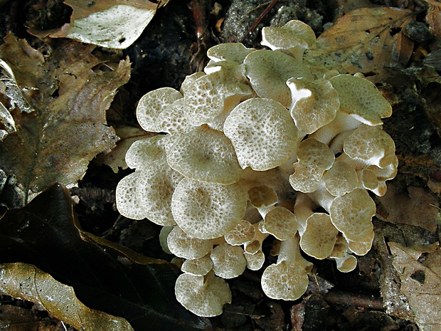 trúdnik klobúčkatý Polyporus umbellatus (Pers.) Fr.