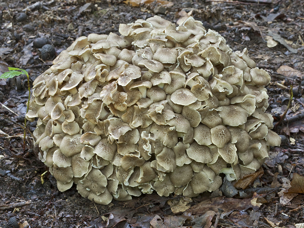 trúdnik klobúčkatý Polyporus umbellatus (Pers.) Fr.