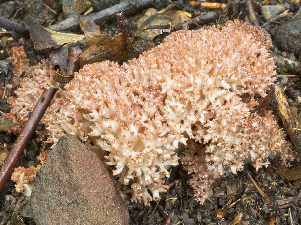 strapačka koralovitá Ramaria botrytis (Pers.) Ricken