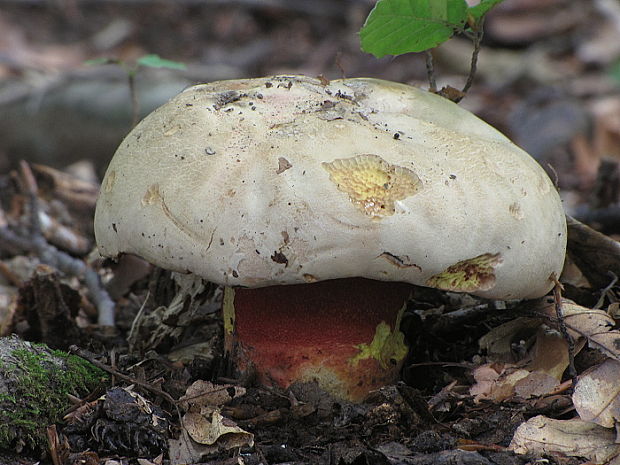 hríb purpurový Rubroboletus rhodoxanthus Kuan Zhao &amp; Zhu L. Yang