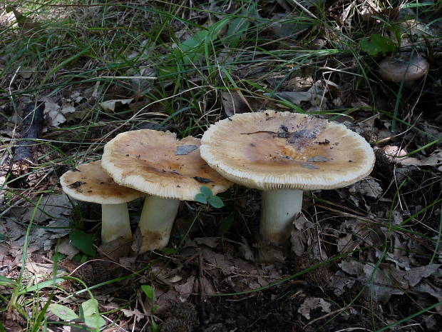 plávka Russula sp.