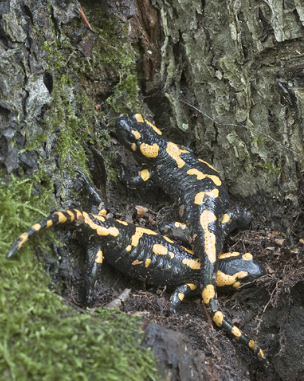 salamandra škvrnitá  Salamandra salamandra