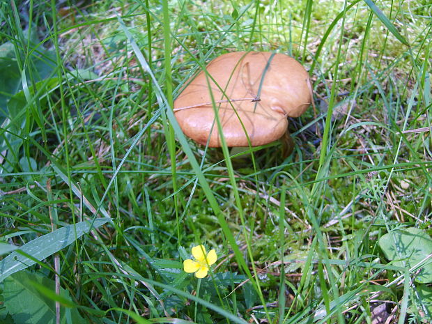 masliak Suillus sp.