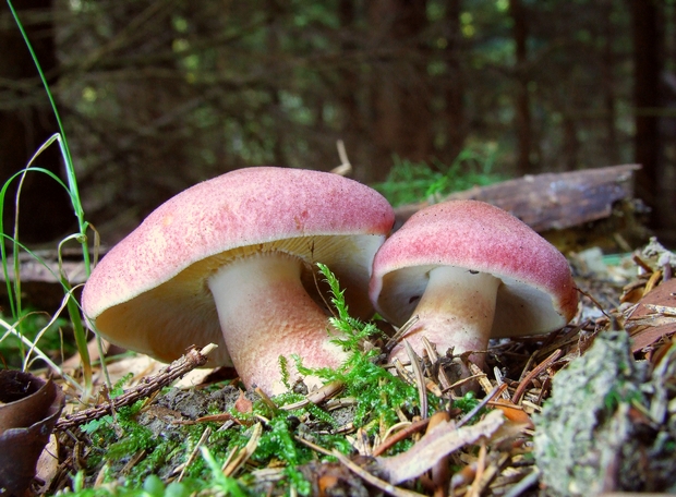 čírovec červenožltý Tricholomopsis rutilans (Schaeff.) Singer