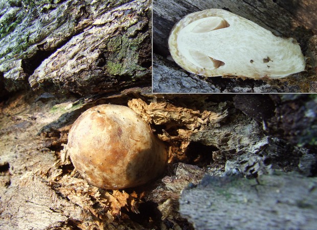 pošvovec stromový Volvariella bombycina (Schaeff.) Singer