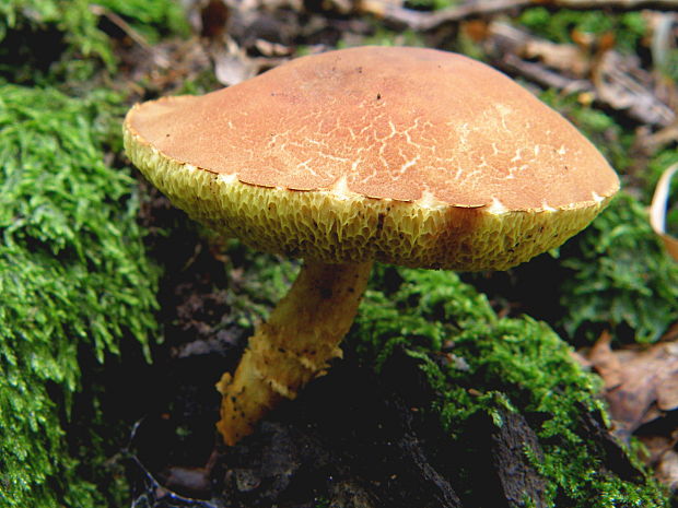 suchohríb červenohnedý Xerocomus ferrugineus (Kuntze) Singer