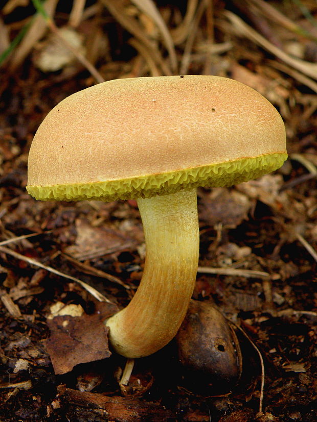 suchohríb Xerocomus sp.