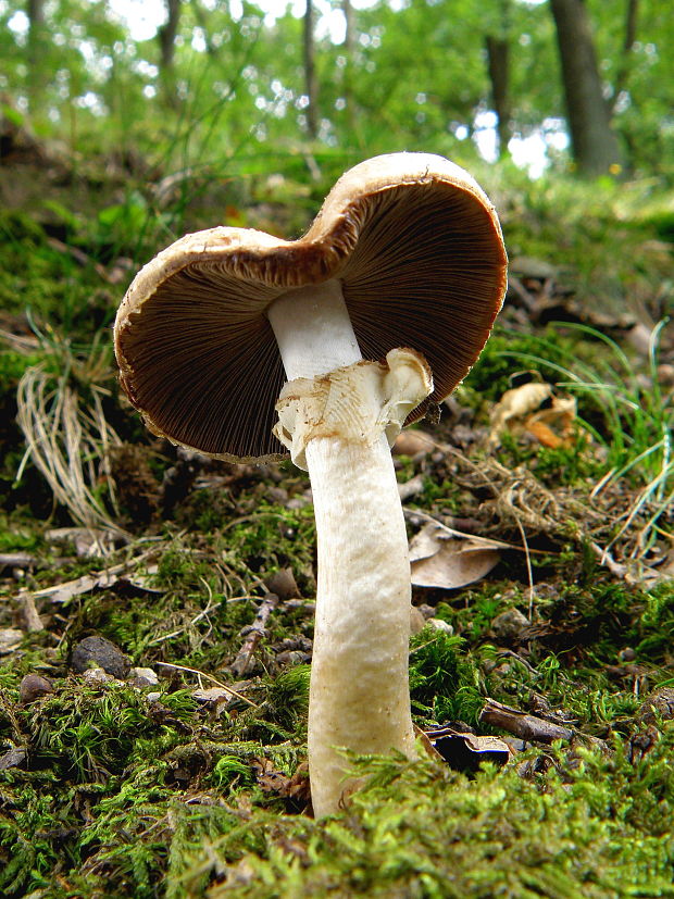 pečiarka jarabičia Agaricus phaeolepidotus (F.H. Møller) F.H. Møller