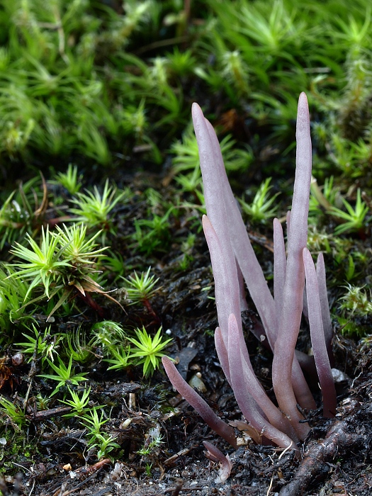 pakyjačik purpurový Alloclavaria purpurea (O.F. Müll.) Dentinger & D.J. McLaughlin