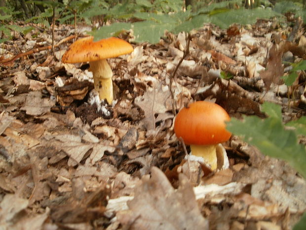 muchotrávka cisárska Amanita caesarea (Scop.) Pers.