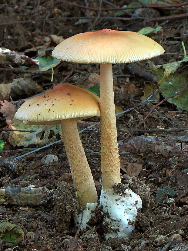 muchotrávka oranžová Amanita crocea (Quél.) Singer