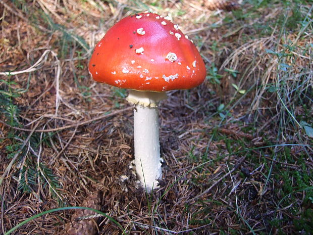 muchotrávka červená Amanita muscaria (L.) Lam.