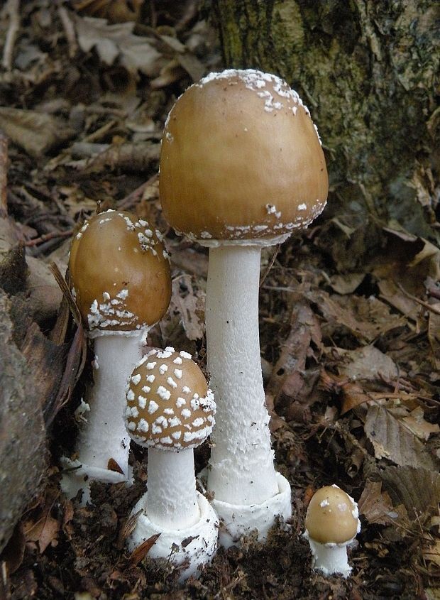 muchotrávka tigrovaná Amanita pantherina (DC.) Krombh.