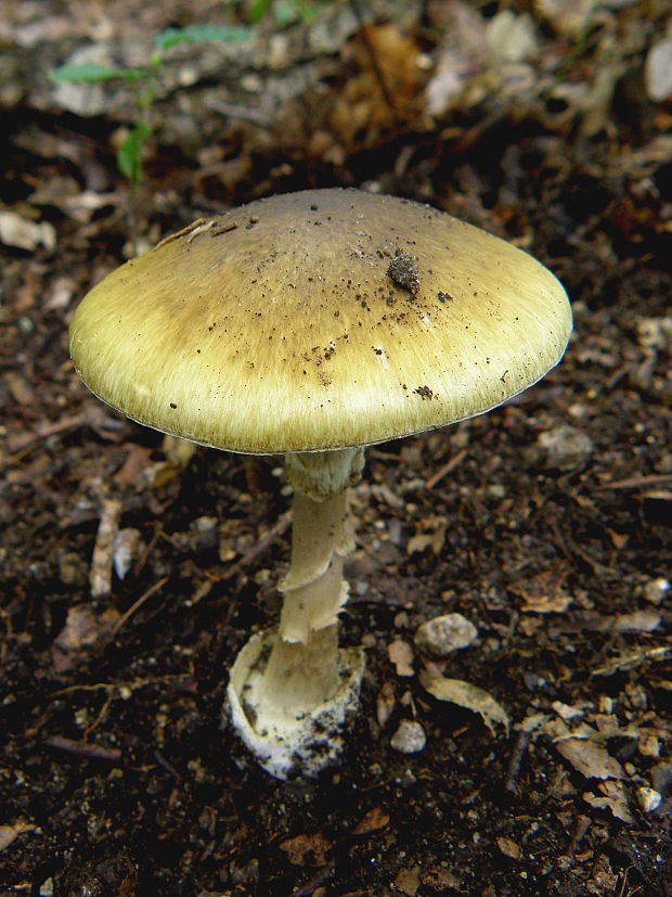 muchotrávka zelená Moravcova Amanita phalloides var. moravecii Pilát