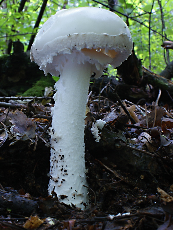 muchotrávka šiškovitá Amanita strobiliformis Gonn. & Rabenh.