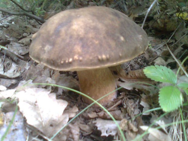 hríb bronzový Boletus aereus Bull. ex Fr.