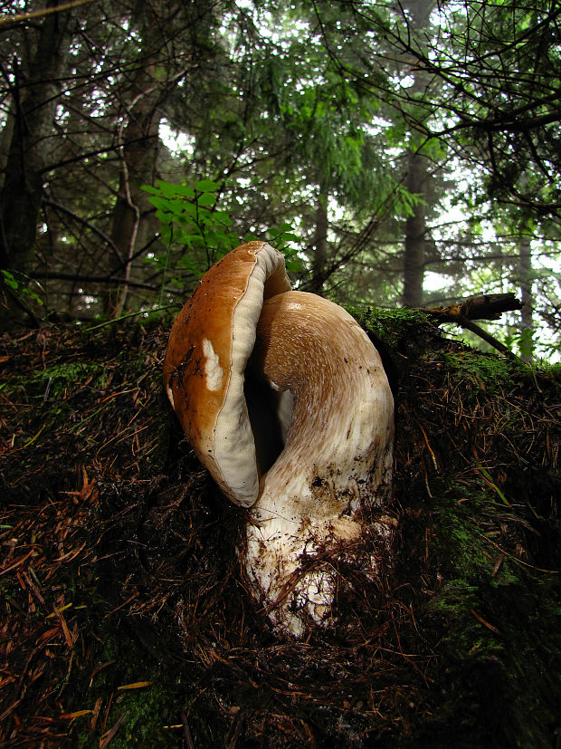 hríb smrekový Boletus edulis Bull.