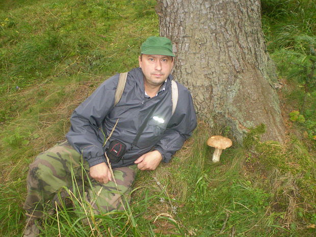 hríb smrekový Boletus edulis Bull.