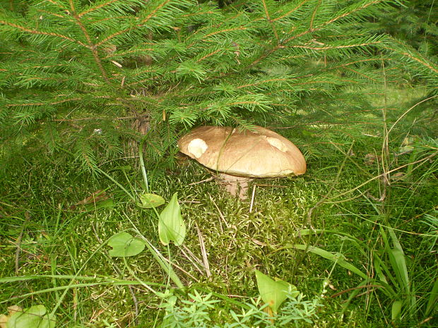 hríb smrekový Boletus edulis Bull.