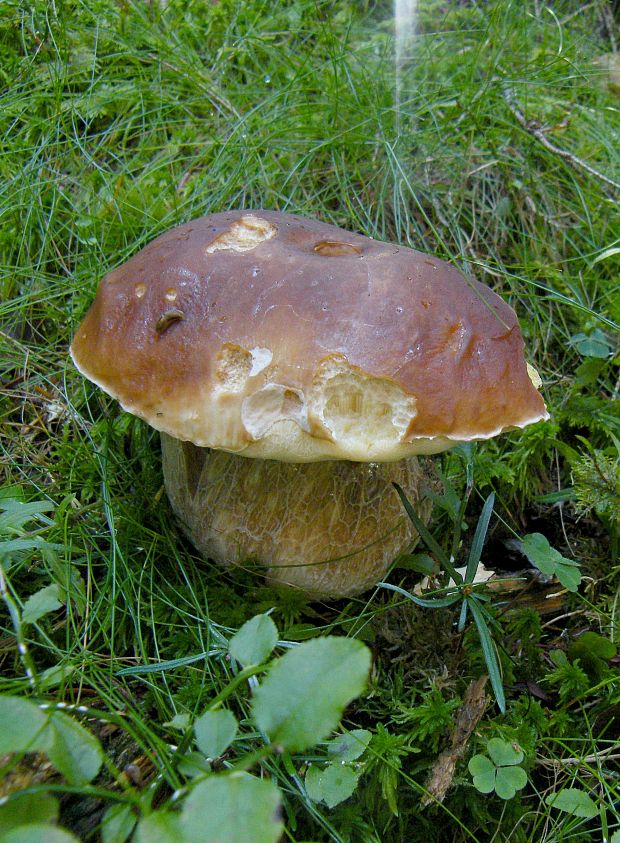 hríb smrekový Boletus edulis Bull.