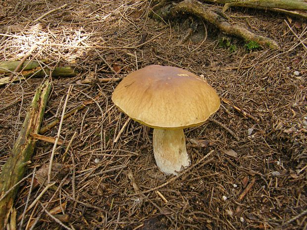 hríb smrekový Boletus edulis Bull.