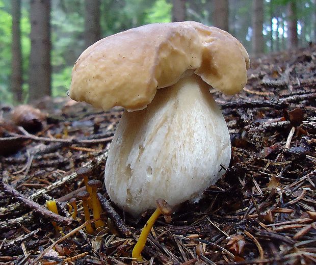 hríb smrekový Boletus edulis Bull.