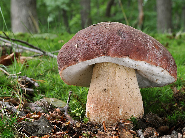 hríb sosnový Boletus pinophilus Pil. et Dermek in Pil.