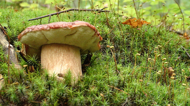 hríb sosnový Boletus pinophilus Pil. et Dermek in Pil.