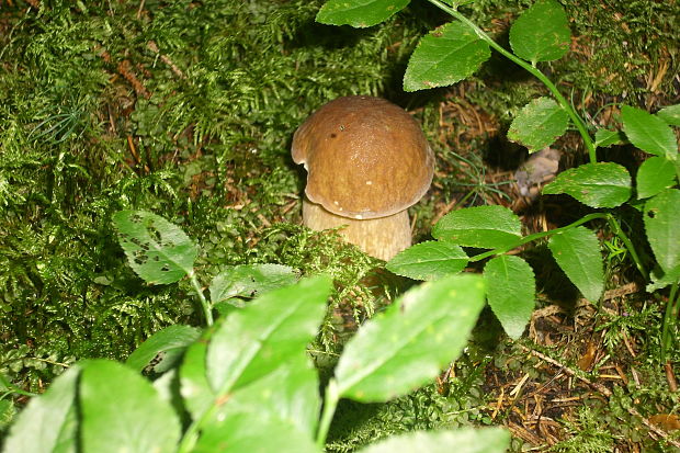 hríb dubový Boletus reticulatus Schaeff.