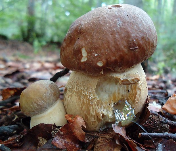 hríb dubový Boletus reticulatus Schaeff.