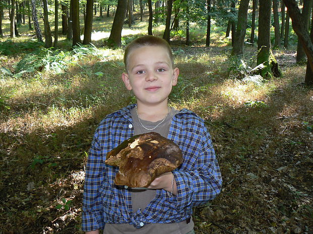 hríb dubový Boletus reticulatus Schaeff.