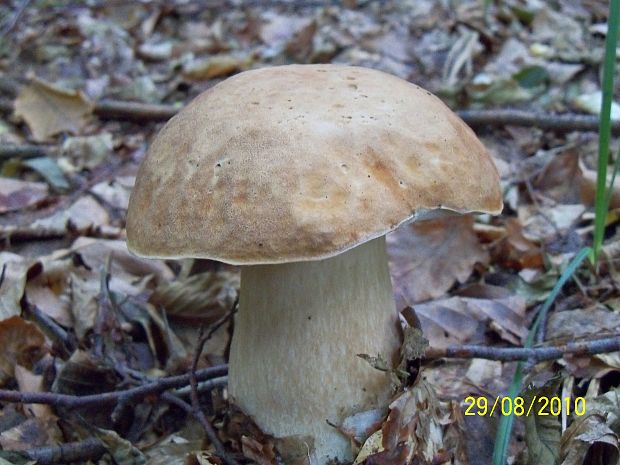 hríb dubový Boletus reticulatus Schaeff.