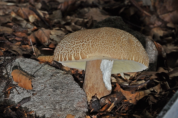 hríb dubový Boletus reticulatus Schaeff.