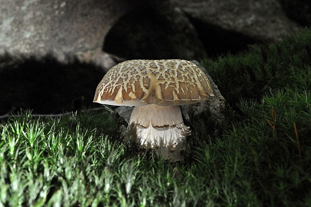 hríb dubový Boletus reticulatus Schaeff.