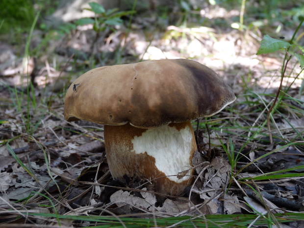 hríb Boletus sp.