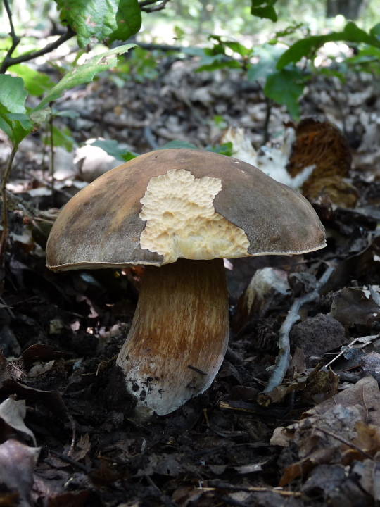 hríb Boletus sp.