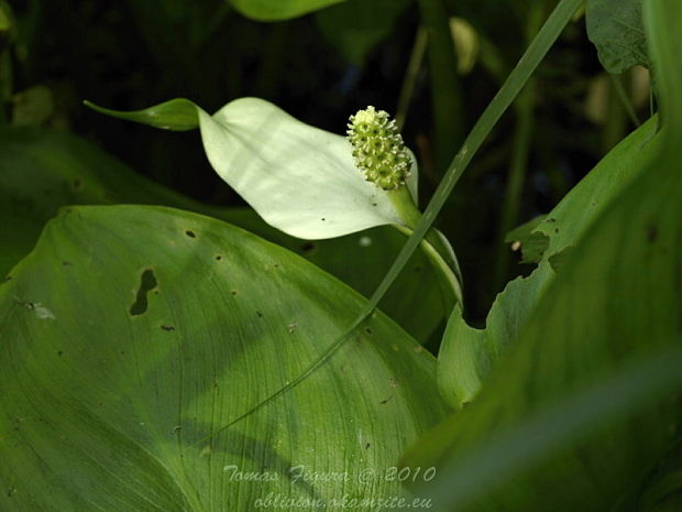 diablik močiarny Calla palustris L.