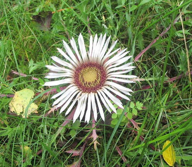 krasovlas bezbyľový Carlina acaulis subsp. acaulis L.