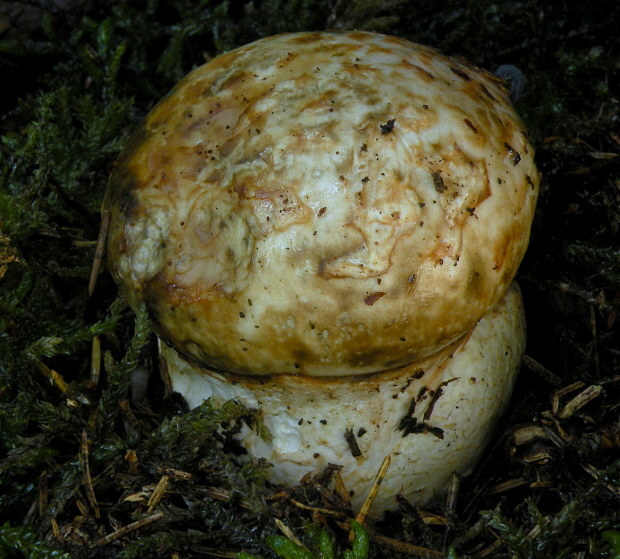 náramkovka cisárska Catathelasma imperiale (P. Karst.) Singer