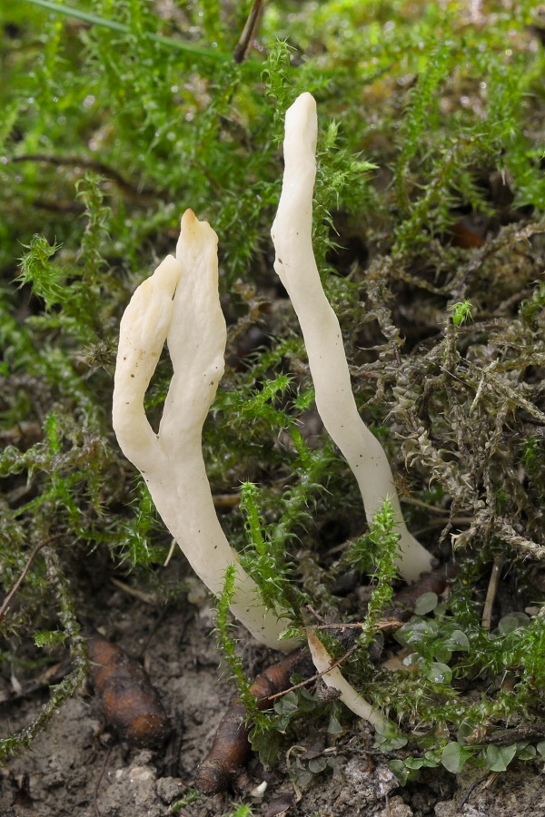 konárovka vráskavá Clavulina rugosa (Bull.) J. Schröt.