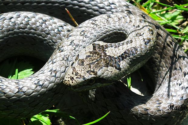 užovka hladká Coronella austriaca