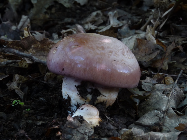 pavučinovec Cortinarius sp.