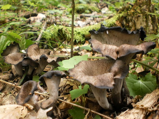 lievik trúbkovitý Craterellus cornucopioides (L.) Pers.