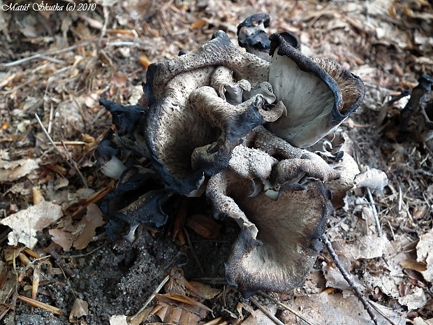 lievik trúbkovitý Craterellus cornucopioides (L.) Pers.