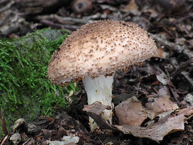 bedlička ostrošupinatá Echinoderma asperum (Pers.) Bon